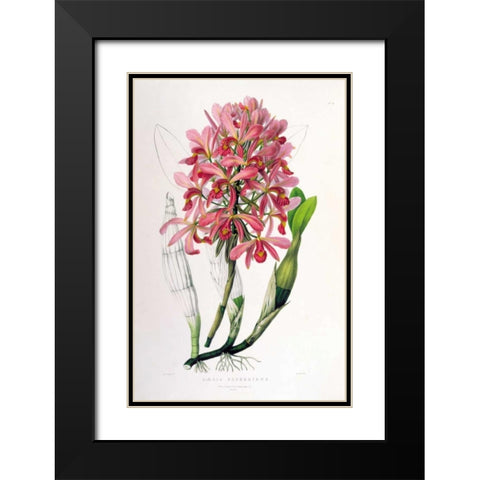 Orchid, Laelia Superbiens Black Modern Wood Framed Art Print with Double Matting by Withers, Augusta