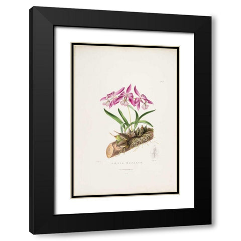 Orchid, Laelia Majalis Black Modern Wood Framed Art Print with Double Matting by Withers, Augusta