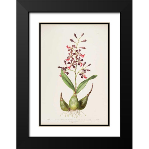 Orchid, Epidendrum Macrochilum Black Modern Wood Framed Art Print with Double Matting by Withers, Augusta