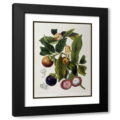 Mangosteen Black Modern Wood Framed Art Print with Double Matting by Van Nooten, Madame