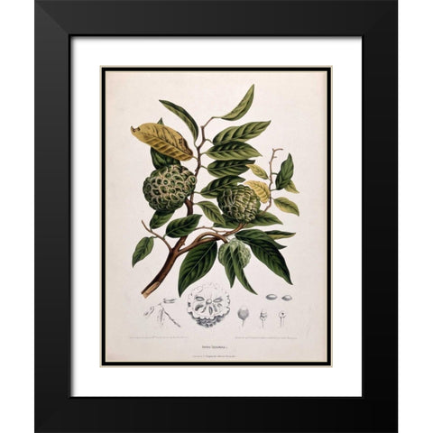 Custard Apple Black Modern Wood Framed Art Print with Double Matting by Van Nooten, Madame