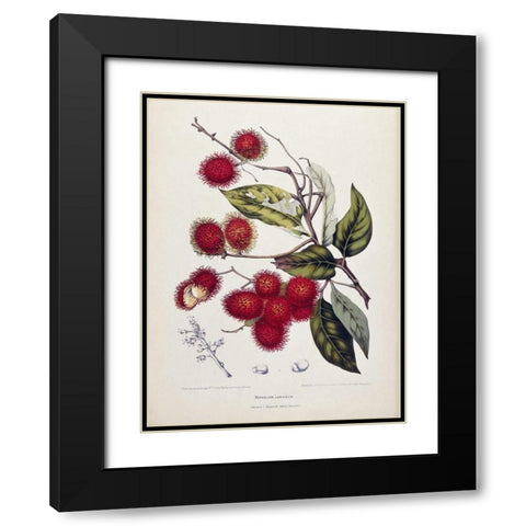 Rambutan Black Modern Wood Framed Art Print with Double Matting by Van Nooten, Madame