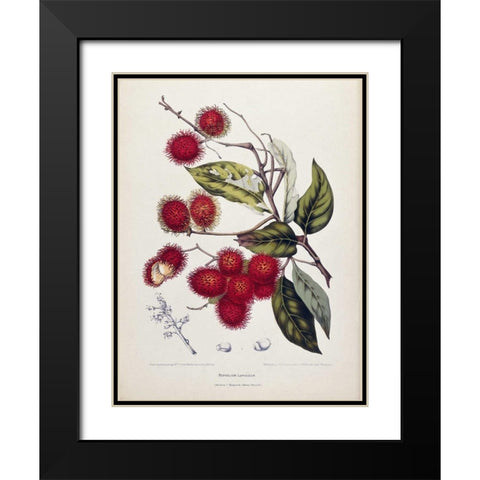Rambutan Black Modern Wood Framed Art Print with Double Matting by Van Nooten, Madame