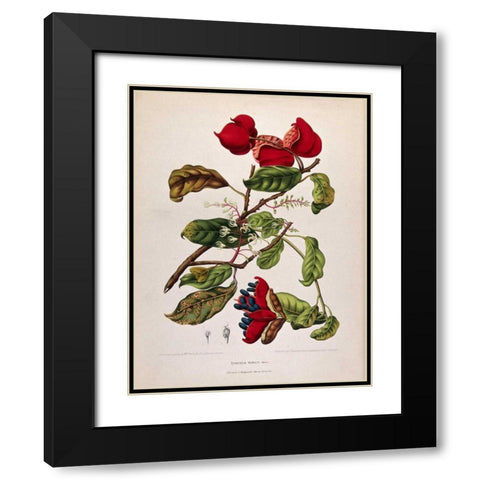 Chinese Chestnut Black Modern Wood Framed Art Print with Double Matting by Van Nooten, Madame