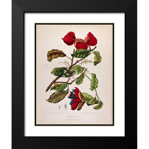 Chinese Chestnut Black Modern Wood Framed Art Print with Double Matting by Van Nooten, Madame