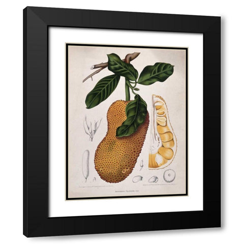 Jackfruit Black Modern Wood Framed Art Print with Double Matting by Van Nooten, Madame