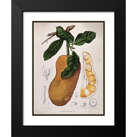 Jackfruit Black Modern Wood Framed Art Print with Double Matting by Van Nooten, Madame