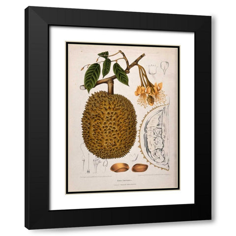 Durian Black Modern Wood Framed Art Print with Double Matting by Van Nooten, Madame