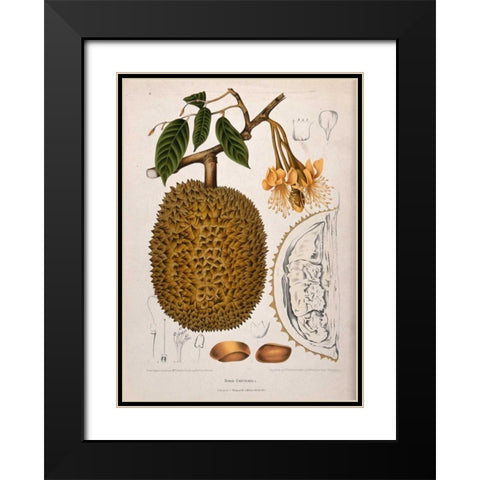 Durian Black Modern Wood Framed Art Print with Double Matting by Van Nooten, Madame