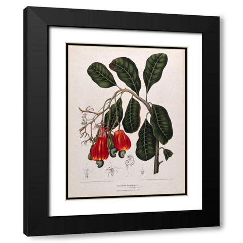 Cashew Nut Black Modern Wood Framed Art Print with Double Matting by Van Nooten, Madame