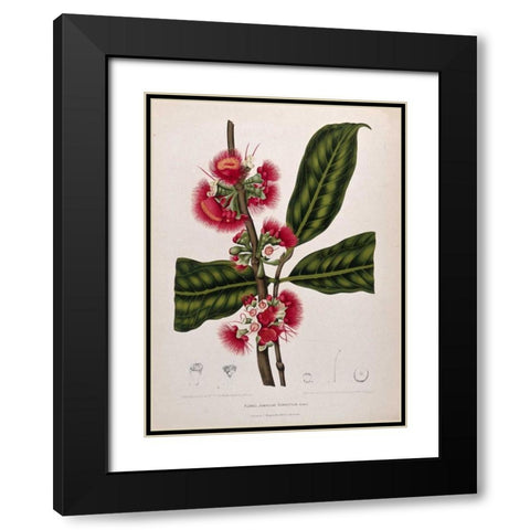Rose Apple flowering Black Modern Wood Framed Art Print with Double Matting by Van Nooten, Madame