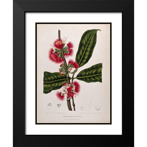 Rose Apple flowering Black Modern Wood Framed Art Print with Double Matting by Van Nooten, Madame