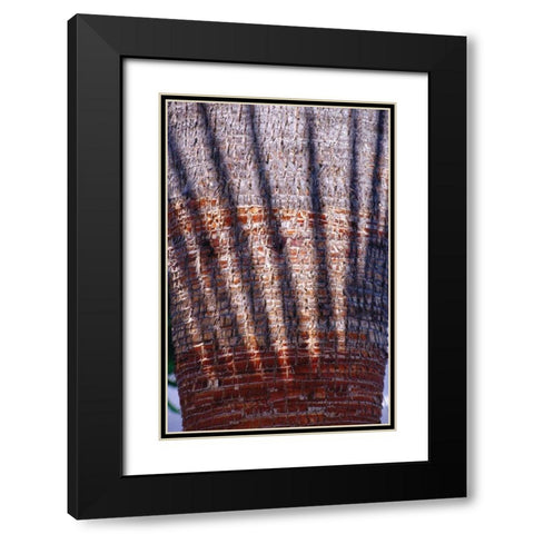 Date Palm Crown Black Modern Wood Framed Art Print with Double Matting by Blue, Cyril