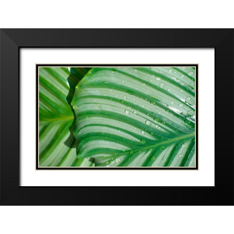 Tropical Leaf Black Modern Wood Framed Art Print with Double Matting by Blue, Cyril