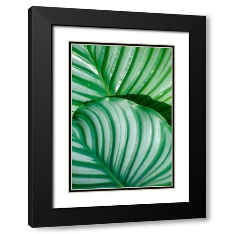 Tropical Leaf Black Modern Wood Framed Art Print with Double Matting by Blue, Cyril
