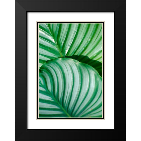 Tropical Leaf Black Modern Wood Framed Art Print with Double Matting by Blue, Cyril