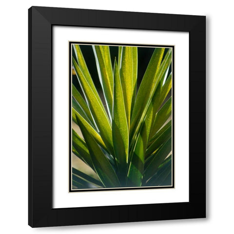 Aloe Black Modern Wood Framed Art Print with Double Matting by Blue, Cyril