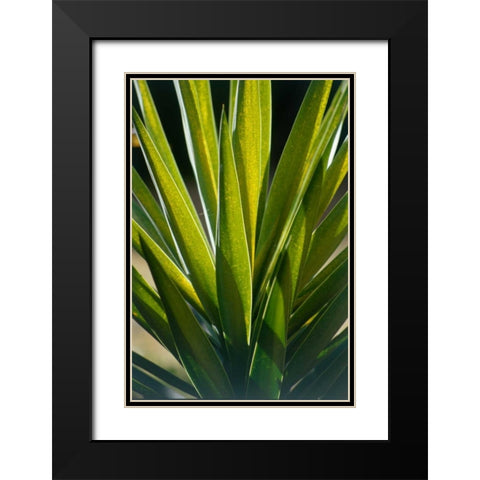 Aloe Black Modern Wood Framed Art Print with Double Matting by Blue, Cyril