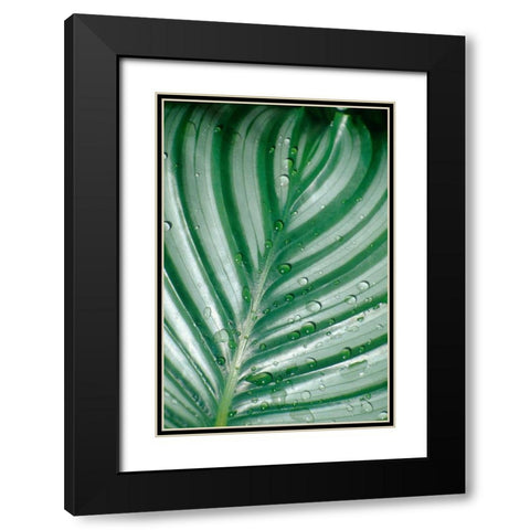 Tropical Leaf Black Modern Wood Framed Art Print with Double Matting by Blue, Cyril