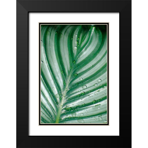 Tropical Leaf Black Modern Wood Framed Art Print with Double Matting by Blue, Cyril