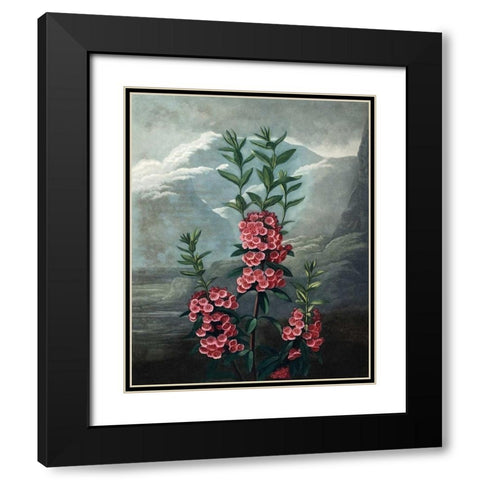 Narrow Leaved Kalmia Black Modern Wood Framed Art Print with Double Matting by Thornton, Dr R