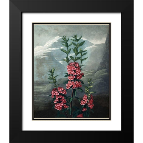Narrow Leaved Kalmia Black Modern Wood Framed Art Print with Double Matting by Thornton, Dr R