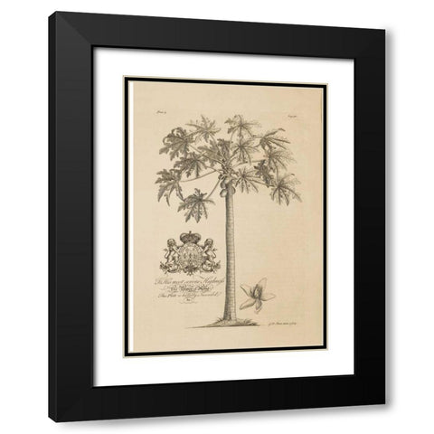 Papaya Tree Black Modern Wood Framed Art Print with Double Matting by Ehret, Georg
