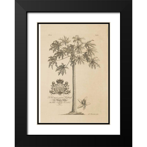 Papaya Tree Black Modern Wood Framed Art Print with Double Matting by Ehret, Georg