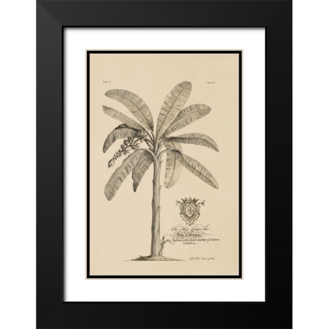 Banana Tree Black Modern Wood Framed Art Print with Double Matting by Ehret, Georg