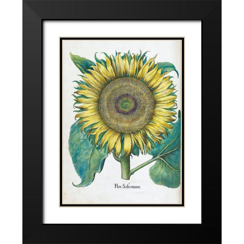 Sunflower Black Modern Wood Framed Art Print with Double Matting by Besler, Basilius