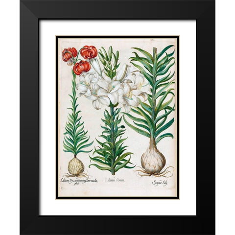 Lilies Black Modern Wood Framed Art Print with Double Matting by Besler, Basilius