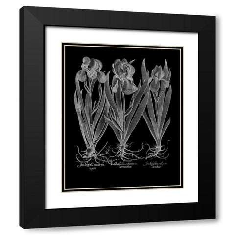 Iris Latifolia Black Modern Wood Framed Art Print with Double Matting by Besler, Basilius