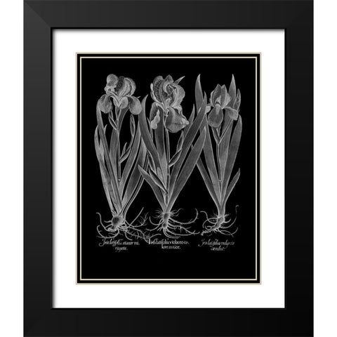 Iris Latifolia Black Modern Wood Framed Art Print with Double Matting by Besler, Basilius