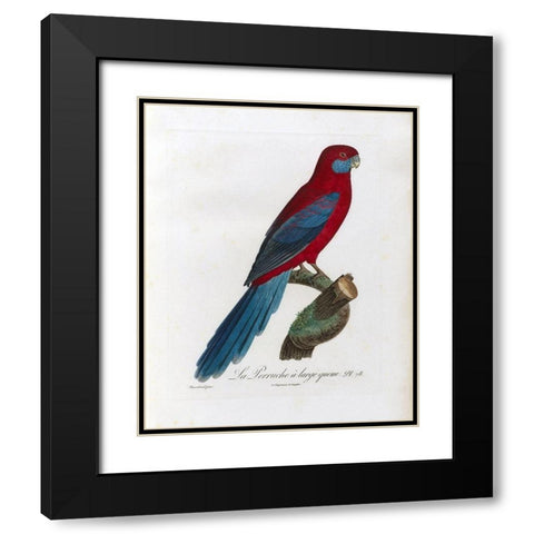 La Perruche a large queue Black Modern Wood Framed Art Print with Double Matting by Barraband, Jacques