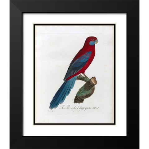 La Perruche a large queue Black Modern Wood Framed Art Print with Double Matting by Barraband, Jacques