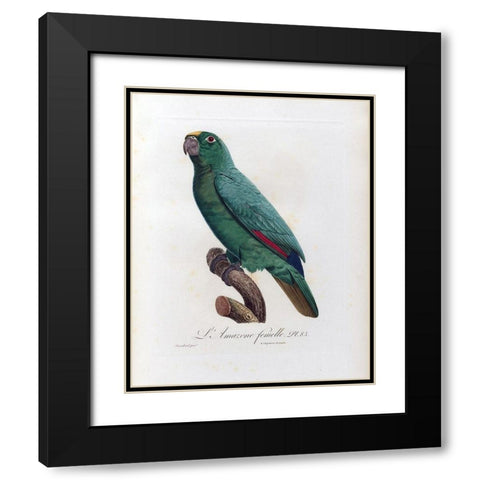 L Amazone Femelle Black Modern Wood Framed Art Print with Double Matting by Barraband, Jacques