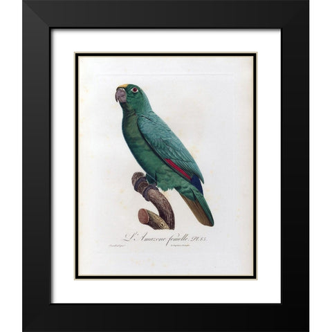 L Amazone Femelle Black Modern Wood Framed Art Print with Double Matting by Barraband, Jacques