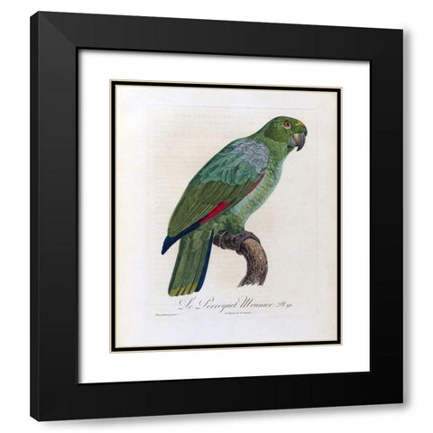 Le Perroquet Meunier Black Modern Wood Framed Art Print with Double Matting by Barraband, Jacques