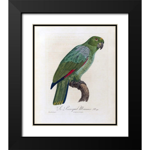 Le Perroquet Meunier Black Modern Wood Framed Art Print with Double Matting by Barraband, Jacques