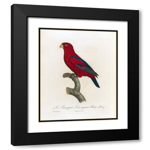 Le Perroquet Lori, a queue bleu Black Modern Wood Framed Art Print with Double Matting by Barraband, Jacques