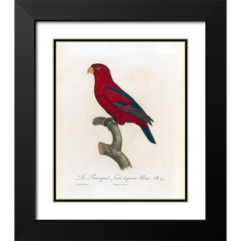 Le Perroquet Lori, a queue bleu Black Modern Wood Framed Art Print with Double Matting by Barraband, Jacques