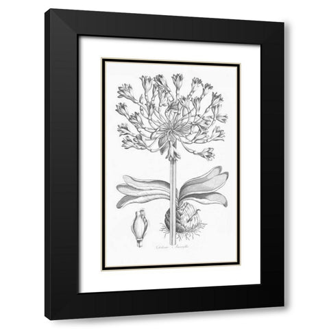 Delicate Amarylis Black Modern Wood Framed Art Print with Double Matting by Hill, John