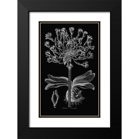 Delicate Amarylis Black Modern Wood Framed Art Print with Double Matting by Hill, John