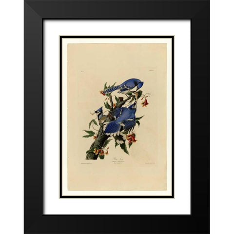 Blue Jay Black Modern Wood Framed Art Print with Double Matting by Audubon, John James