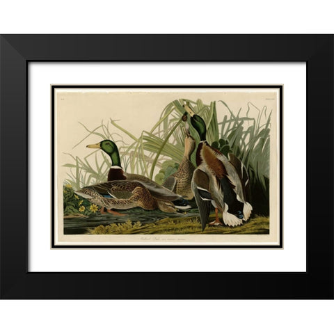 Mallard Duck Black Modern Wood Framed Art Print with Double Matting by Audubon, John James
