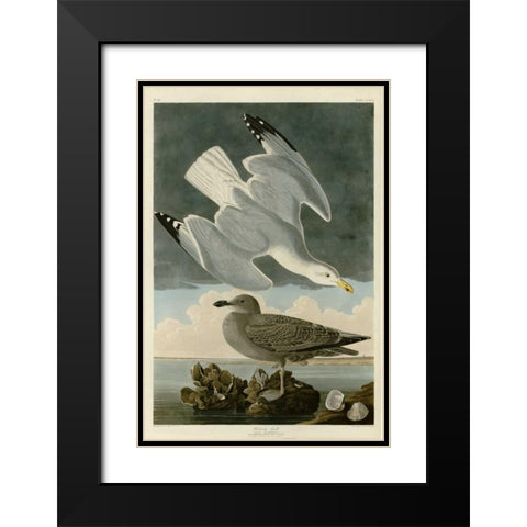 Herring Gull Black Modern Wood Framed Art Print with Double Matting by Audubon, John James