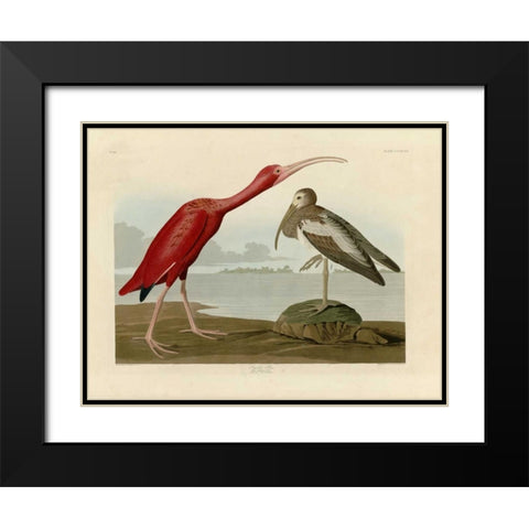Scarlet Ibis Black Modern Wood Framed Art Print with Double Matting by Audubon, John James