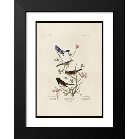 Finches Black Modern Wood Framed Art Print with Double Matting by Audubon, John James