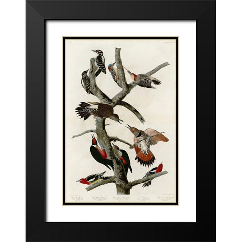 Woodpeckers Black Modern Wood Framed Art Print with Double Matting by Audubon, John James