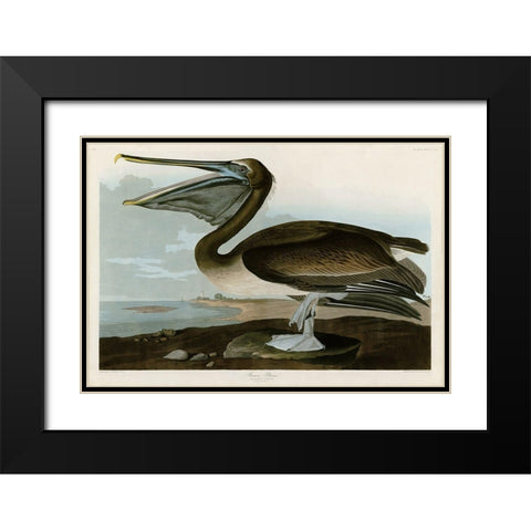 Brown Pelican Black Modern Wood Framed Art Print with Double Matting by Audubon, John James